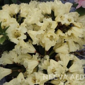 Rododendron 'Saffrano' L-3