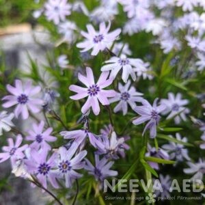 Nõeljalehine leeklill 'Fabulous Blue Dark Center' L-1,5