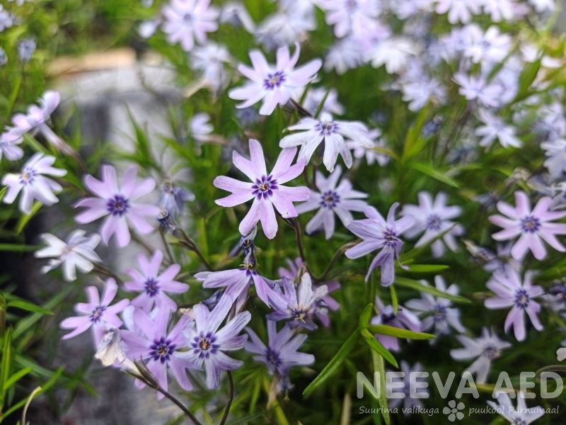 Nõeljalehine leeklill 'Fabulous Blue Dark Center' L-1,5