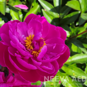 Valgeõieline pojeng 'Red Sarah Bernhardt'  L-5